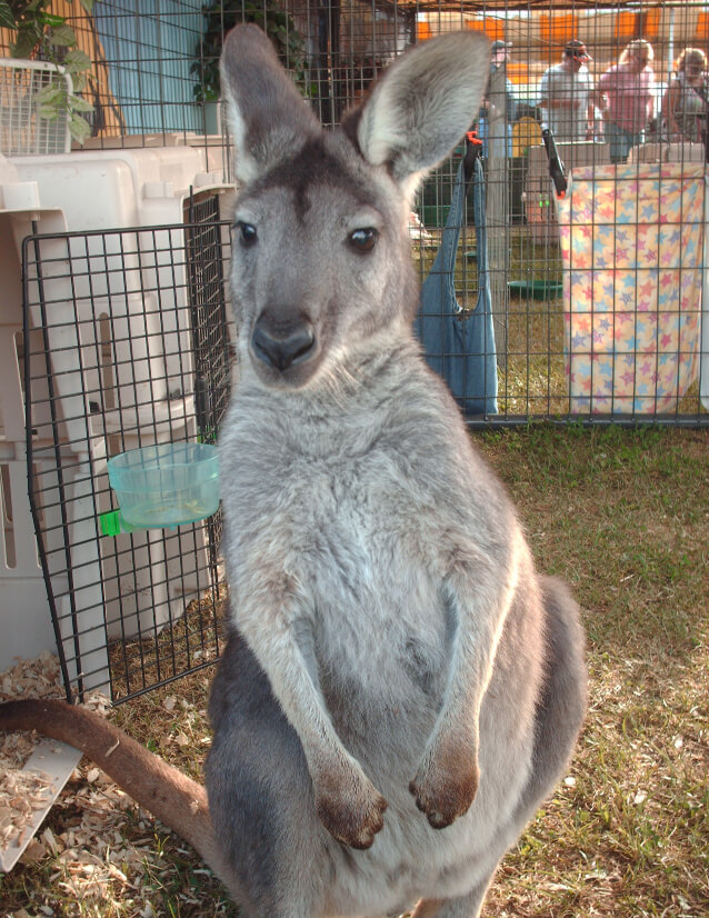 Aussie Kingdom Kangaroo