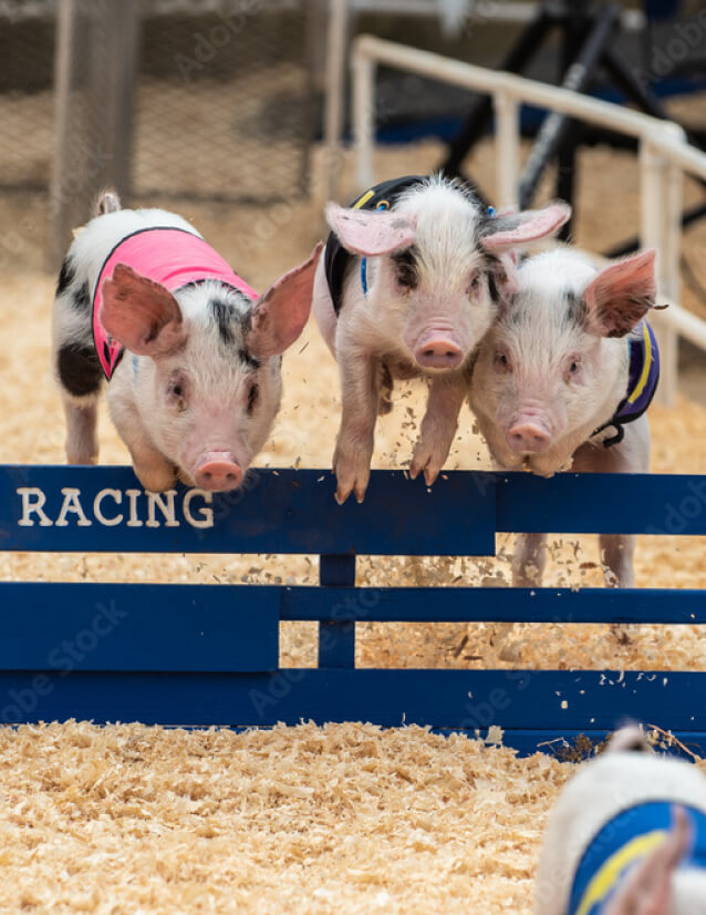 Pig Races